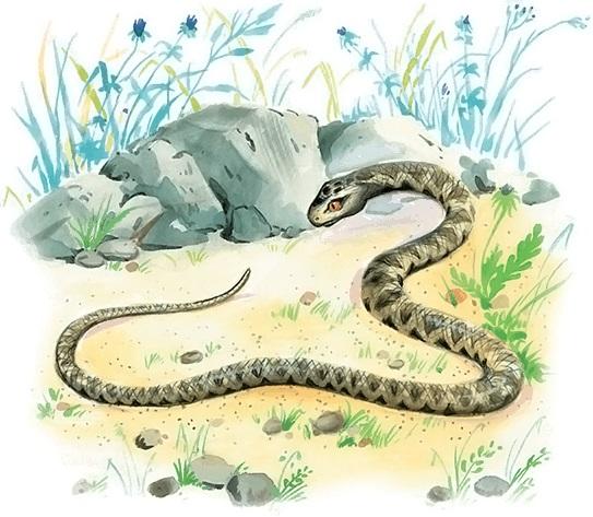 Иллюстрация к басне Голова и хвост змеи