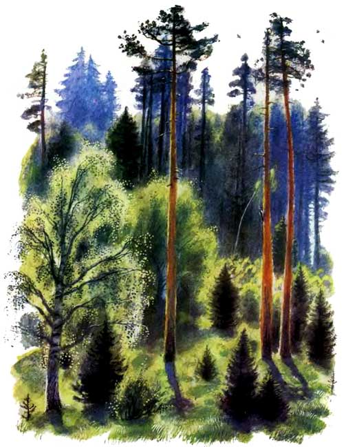 Иллюстрация к сказке В лесу летом